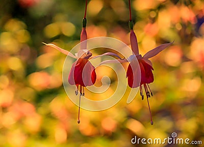 Lovely FuchsiaLadyâ€™s Eardrops flowers with multicolor bokeh. Stock Photo